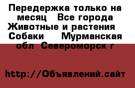 Передержка только на месяц - Все города Животные и растения » Собаки   . Мурманская обл.,Североморск г.